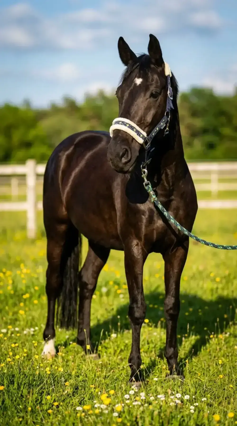Beispiel: Sommerweide Stil