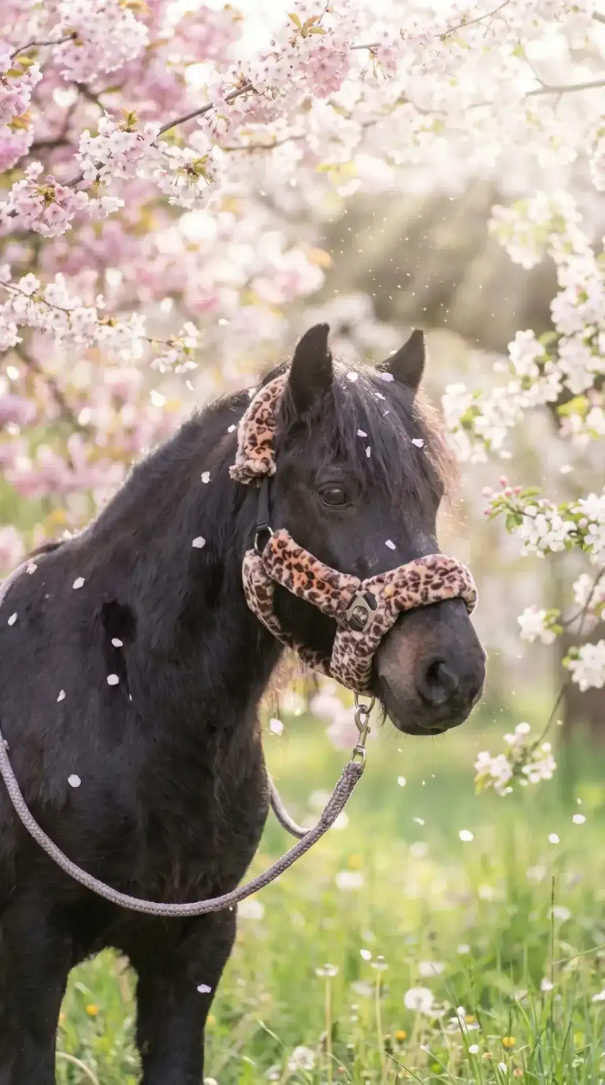 Pony Millie im Stil Frühlingsblüte – mit Leopard-Halfter unter Kirschblüten