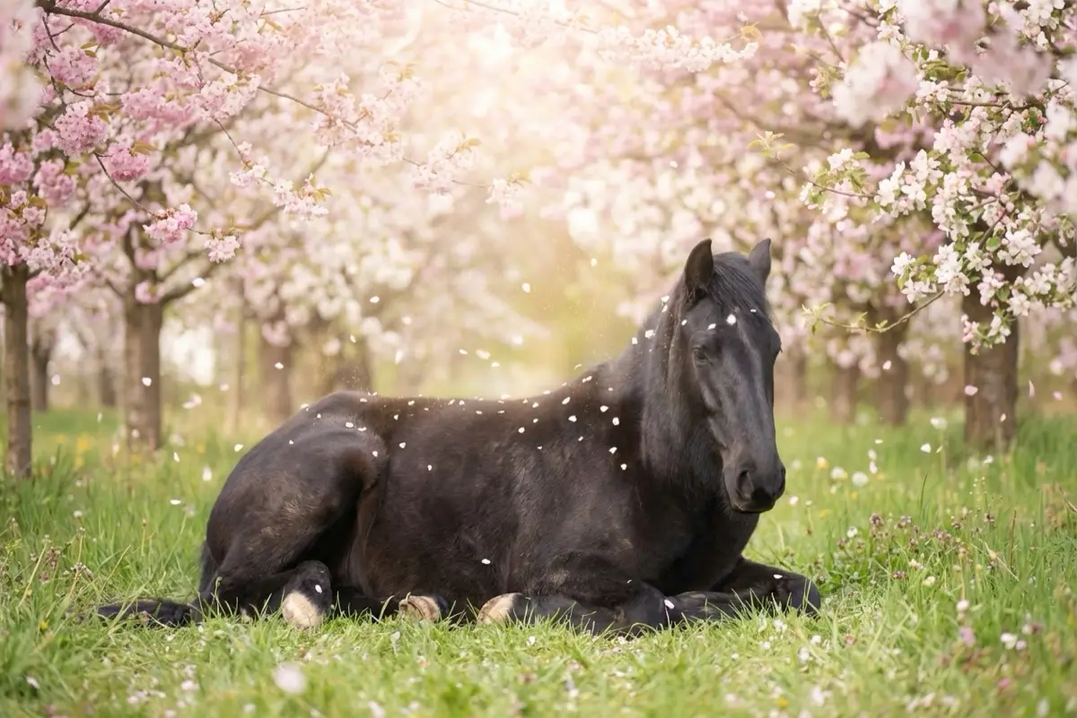 Pferdeflüsterei - Rappe liegend unter Kirschblüten im Frühling
